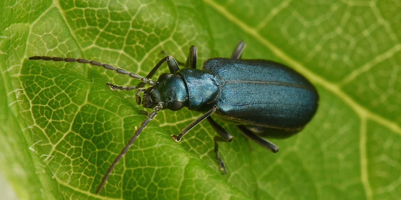 Oedemeridae: Ischnomera cyanea o caerulea, femmina